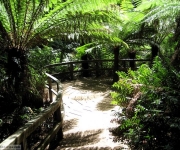 Maits Rest rainforest wonderland walk, a short drive from Sea Zen