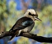 Kookaburras come in families, often up to eight at a time