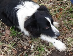 Riley the truffle hunting dog