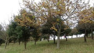 Wongarra Farm oak trees with truffles underneath