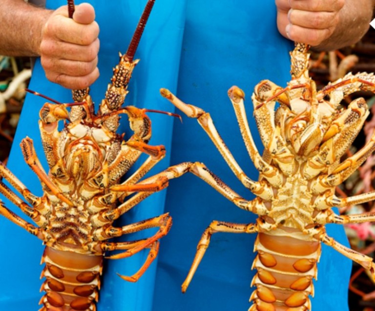 Apollo Bay     Crayfish capital     short drive from Sea Zen