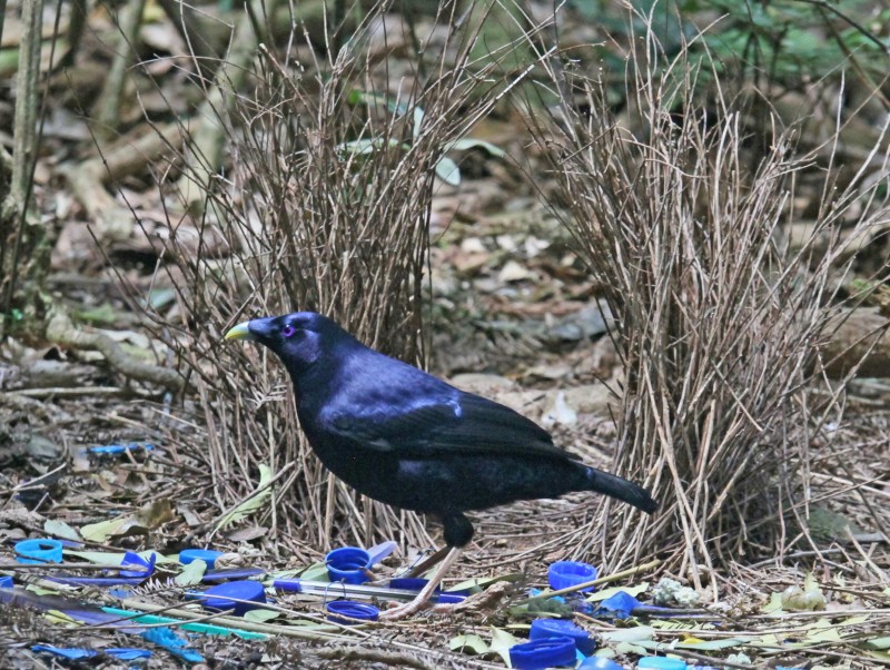 Male in bower